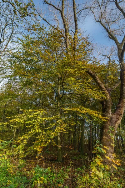 Herfstkleuren Een Forest — Stockfoto