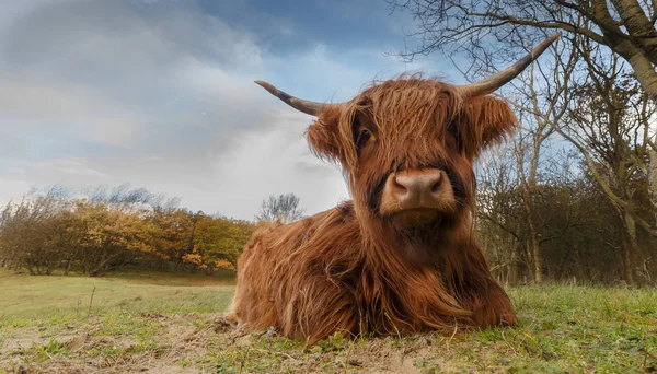 Highland kráva na přírodu — Stock fotografie