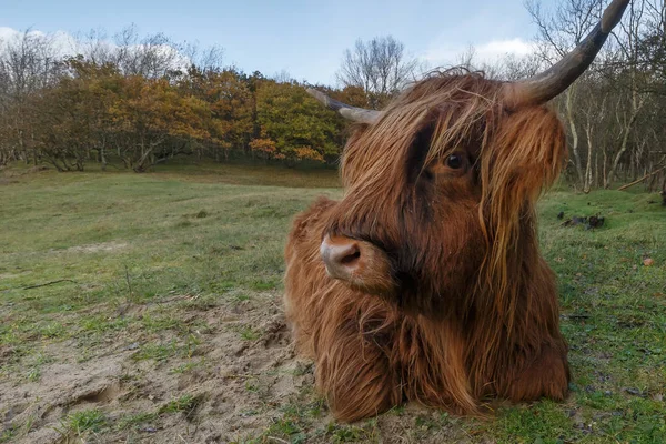 Highland természete a tehén — Stock Fotó