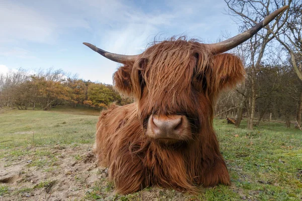 Highland ko på naturen — Stockfoto