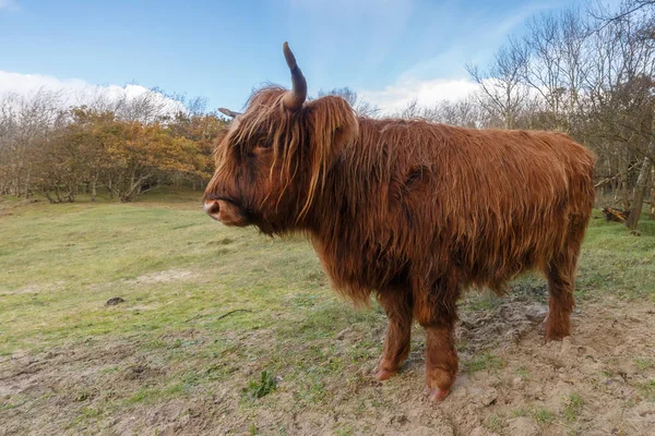 Hochlandkuh über die Natur — Stockfoto