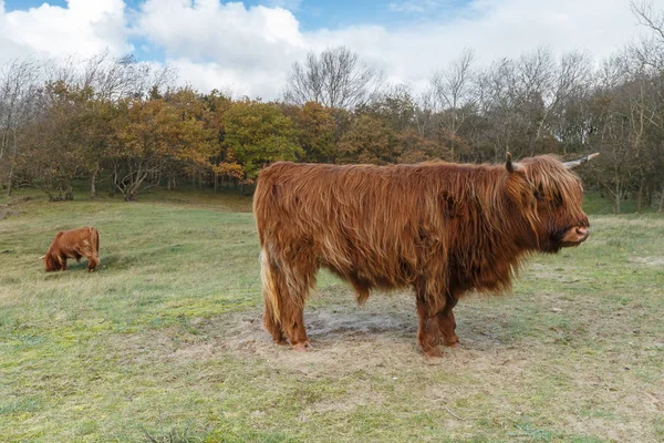 Highland ko på naturen — Stockfoto