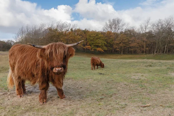 Highland Vaca en la naturaleza — Foto de Stock