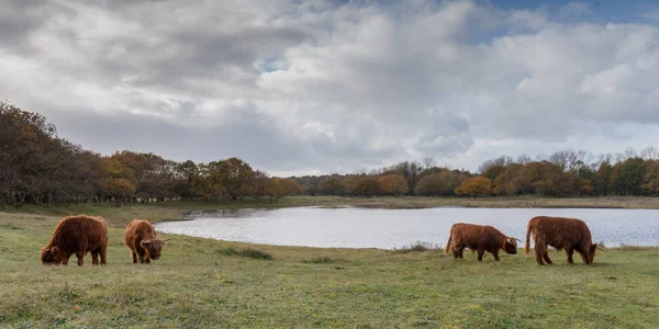 Vache des Highlands sur la nature — Photo