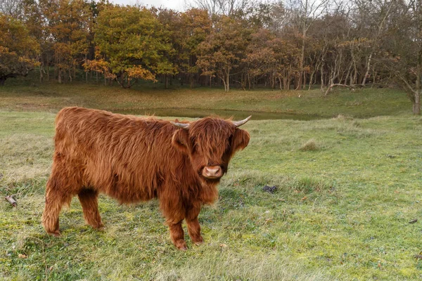 Hochlandkuh über die Natur — Stockfoto