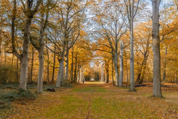 Kolory Jesieni Lesie — Zdjęcie stockowe