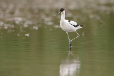 Suda yürüme alaca kılıçgaga (Recurvirostra avosetta)