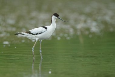Suda yürüme alaca kılıçgaga (Recurvirostra avosetta)