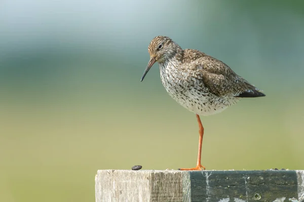 Redshank standing on one leg