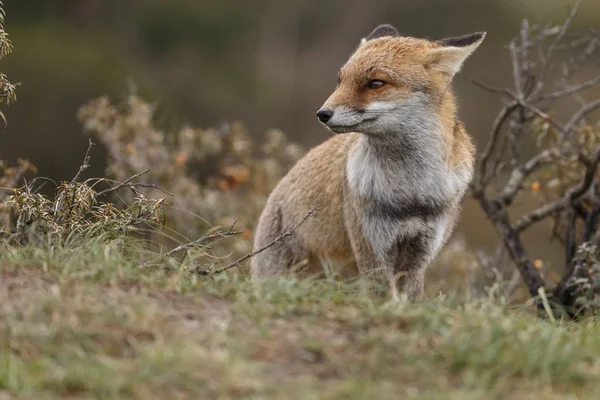 Red fox in nature on a sunny autumn day