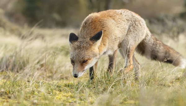 Rotfuchs Der Natur Einem Sonnigen Herbsttag — Stockfoto