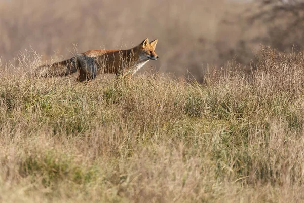 晴れた秋の日に自然の赤狐 — ストック写真