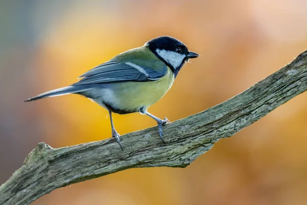 Blue tit hanging on a twig