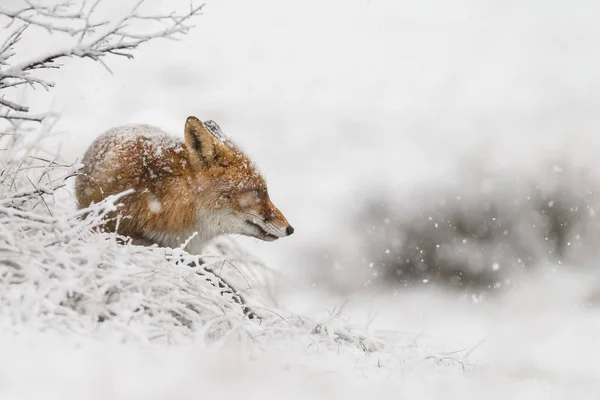 Raposa Vermelha Uma Paisagem Inverno Durante Primeira Queda Neve Nas — Fotografia de Stock