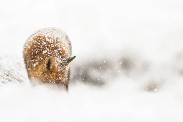 オランダの砂丘で最初の降雪中の冬の風景に赤い狐 — ストック写真