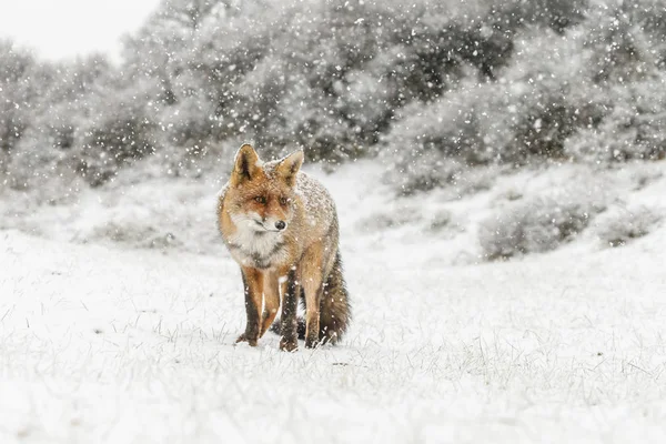 Raposa Vermelha Uma Paisagem Inverno Durante Primeira Queda Neve Nas — Fotografia de Stock