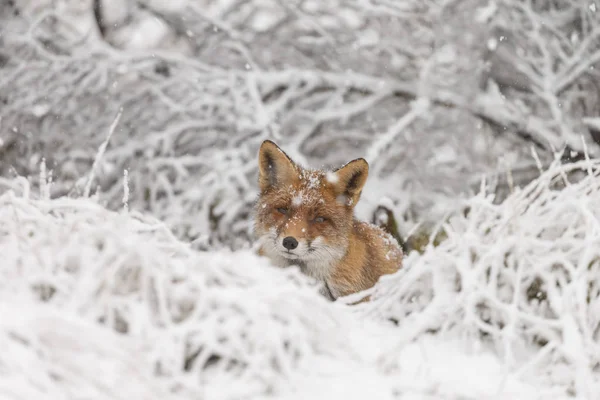 Raposa Vermelha Uma Paisagem Inverno Durante Primeira Queda Neve Nas — Fotografia de Stock