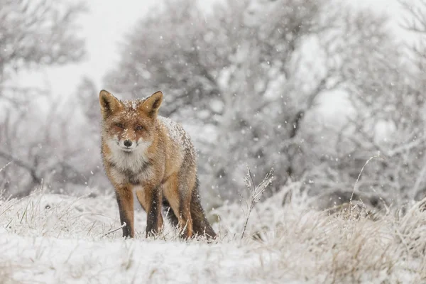 オランダの砂丘で最初の降雪中の冬の風景に赤い狐 — ストック写真
