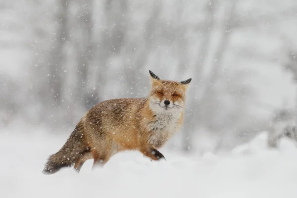 Red Fox Ett Vinterlandskap Första Snöfall Holländska Dunes — Stockfoto
