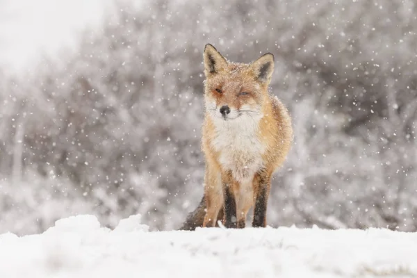 Red Fox Ett Vinterlandskap Första Snöfall Holländska Dunes — Stockfoto