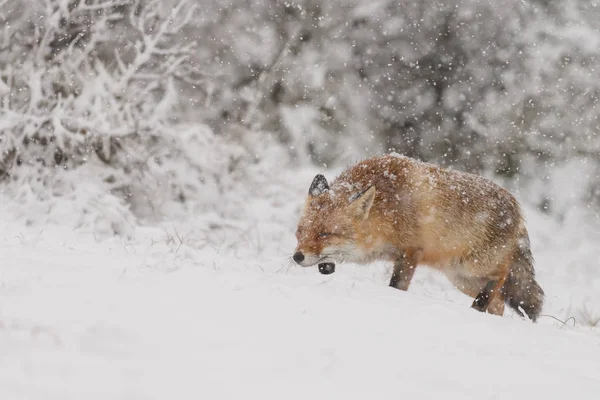 Raposa Vermelha Uma Paisagem Inverno Durante Primeira Queda Neve Nas — Fotografia de Stock