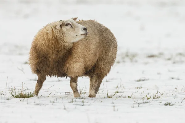 Ovelhas Prado Tempo Inverno — Fotografia de Stock