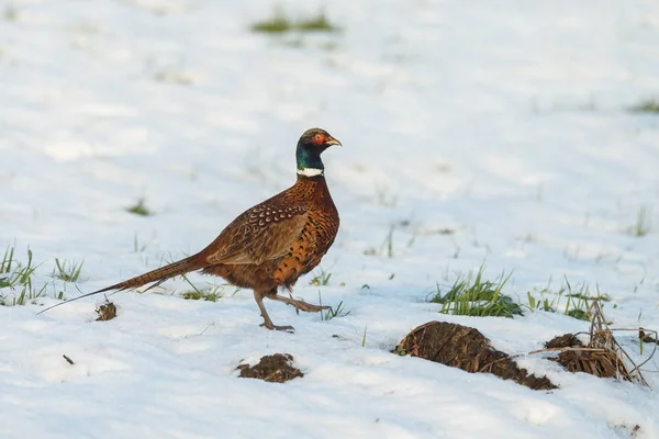 冬の雪の中を歩くキジ — ストック写真