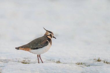 Lapwing standing on fresh fallen snow  clipart