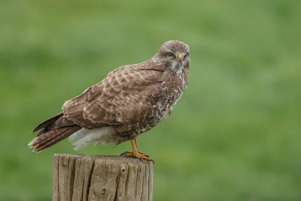 Buizerd Paal Een Groene Omgeving — Stockfoto