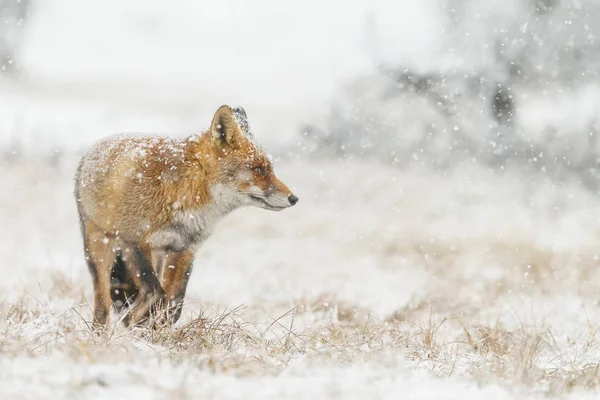 Red Fox Ett Vinterlandskap Första Snöfall Holländska Dunes — Stockfoto
