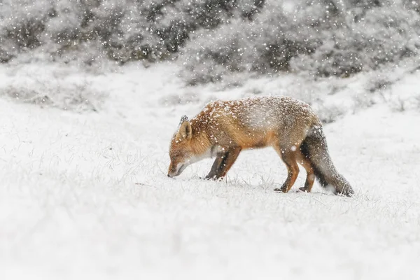 Raposa Vermelha Uma Paisagem Inverno Durante Primeira Queda Neve Nas — Fotografia de Stock