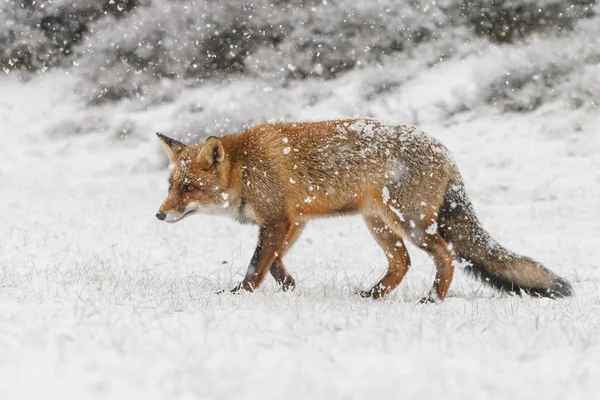 Raposa Vermelha Uma Paisagem Inverno Durante Primeira Queda Neve Nas — Fotografia de Stock