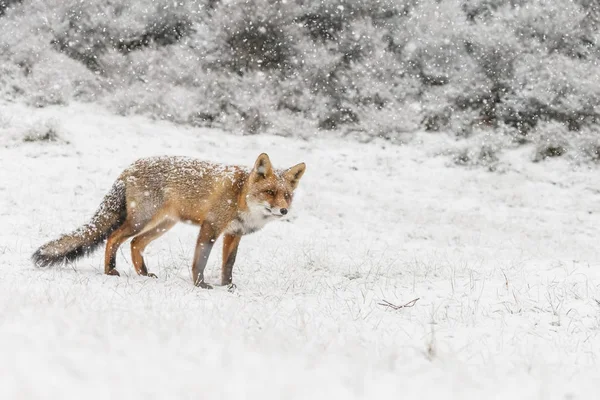 オランダの砂丘で最初の降雪中の冬の風景に赤い狐 — ストック写真
