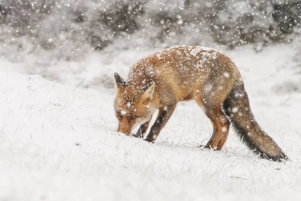 Red Fox Pejzażu Zimowym Podczas Pierwszych Opadów Śniegu Holenderskich Wydm — Zdjęcie stockowe