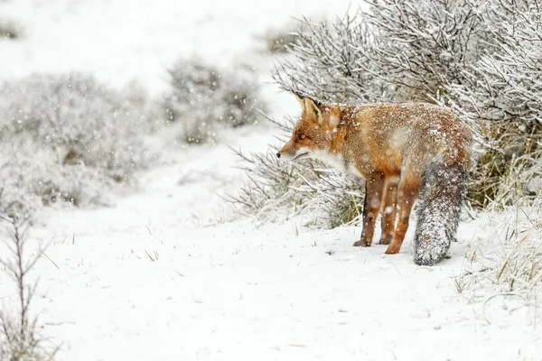 Red Fox Ett Vinterlandskap Första Snöfall Holländska Dunes — Stockfoto