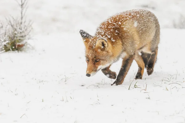 Κόκκινη Αλεπού Ένα Χειμερινό Τοπίο Κατά Την Πρώτη Χιονόπτωση Στο — Φωτογραφία Αρχείου