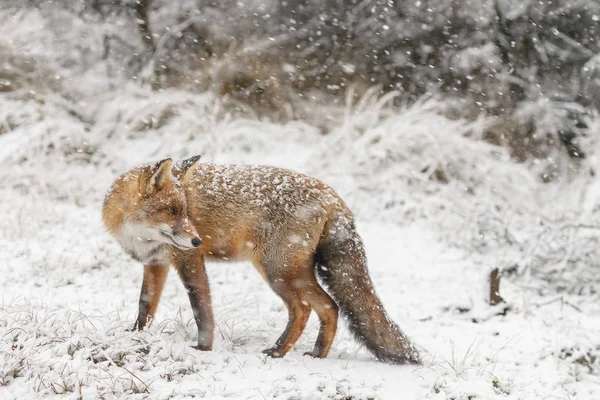 Raposa Vermelha Uma Paisagem Inverno Durante Primeira Queda Neve Nas — Fotografia de Stock