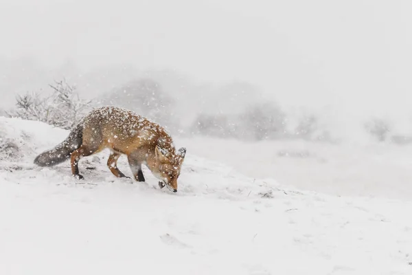 Red Fox Pejzażu Zimowym Podczas Pierwszych Opadów Śniegu Holenderskich Wydm — Zdjęcie stockowe
