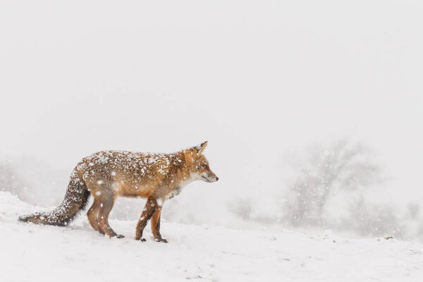 Red fox in a winter landscape, during first snowfall at the Dutch dunes
