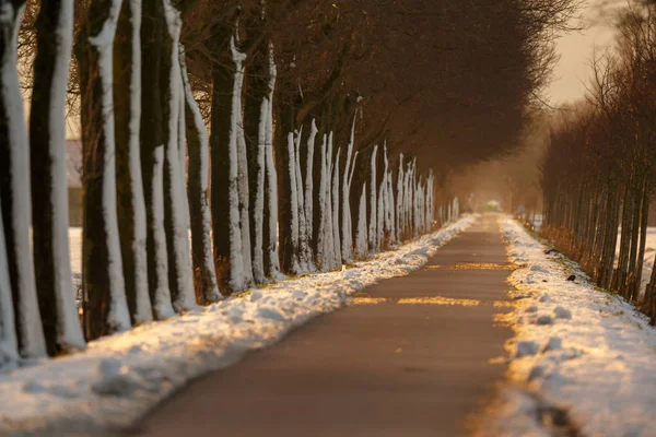 Дорога Деревьями Обеих Сторон Зимой — стоковое фото