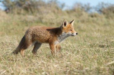 Kırmızı tilki yavrusu doğa bir güneşli bahar gününde.