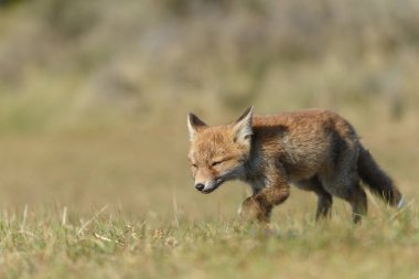 Kırmızı tilki yavrusu doğa bir güneşli bahar gününde.