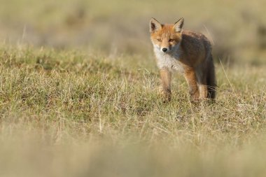 Kırmızı tilki yavrusu doğa bir güneşli bahar gününde.