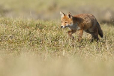 Kırmızı tilki yavrusu doğa bir güneşli bahar gününde.