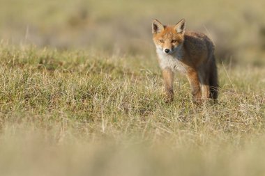 Kırmızı tilki yavrusu doğa bir güneşli bahar gününde.
