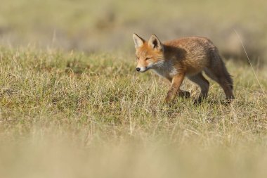 Kırmızı tilki yavrusu doğa bir güneşli bahar gününde.