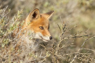 Kırmızı tilki yavrusu doğa bir güneşli bahar gününde.