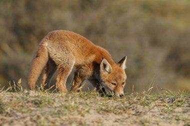 Kırmızı tilki yavrusu doğa bir güneşli bahar gününde.
