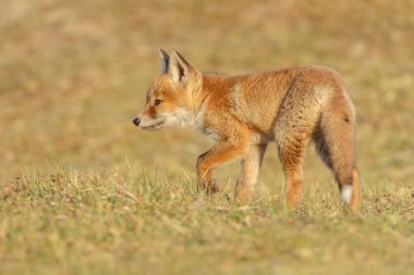 Kırmızı tilki yavrusu doğa bir güneşli bahar gününde.