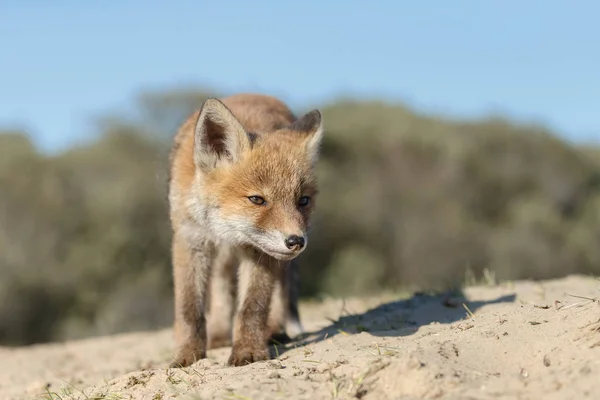 Red Fox Welp Natuur Een Zonnige Lentedag — Stockfoto
